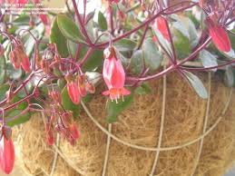 Image result for Kalanchoe uniflora