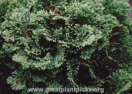 Image result for Chrysocoma obtusata