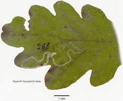 Image result for Stigmella basiguttella
