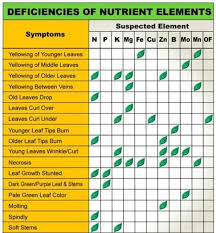 plant nutrient deficiency leaf illustrations and charts