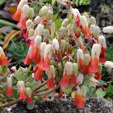 Image result for Kalanchoe uniflora