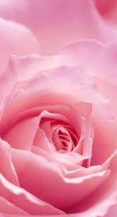 Maybe you would like to learn more about one of these? Trendy Wall Paper Pink Light 50 Ideas Pink Wallpaper Iphone Rose Flower Hd Pink Rose Flower