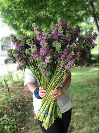 Fresh cut flowers for florists. Pin On Farm Fresh Flowers Grown By Harmony Harvest Farm