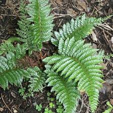 Image result for Polystichum transvaalense