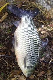  Pin By Memancingid On Https Memancing Id Fish Tips
