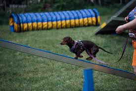 Explore other popular pets near you from. Dog Agility Classes And Courses In London City Paws Club