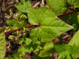 Image result for Fagopyrum esculentum