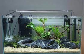 Desain Aquarium Air Tawar Model Terbaik Harga Murah Hingga Sekarang