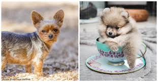 Teacup pups was founded in 1984 by an animal lover and dog trainer. Teacup Dogs Breeds Pictures Faqs The Animal Rescue Site News