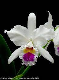 Pin On Cattleya