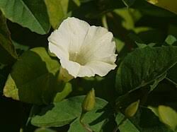 Image result for Merremia quinquefolia