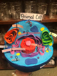 Davis 9 Aldine Isd On Twitter 3d Animal Cell Models In Biology Mrmunizclass Jkmetcalf1 Hightower 333