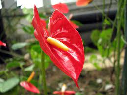 Caring For Anthurium Growing In The Garden Or Home Anthurium Plant Anthurium Care Low Light Plants