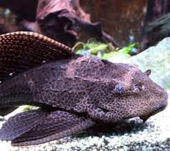 Pleco is the common name for catfish species in the family loricariidae. Can Plecos Live In Outdoor Ponds Cold Water Plecos Pond Informer