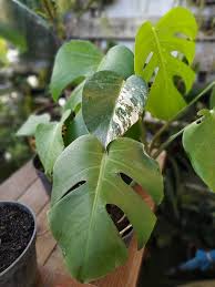 Pesona Monstera Memang Tiada Habisnya Monstera Borsigiana Marble Ini Terlihat Biasa Tapi Jangan Kaget Kalau Harga Pasarannya Menanam Tanaman Tanaman Indoor