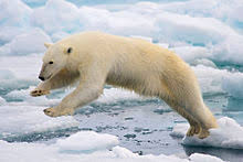 Polar Bear Wikipedia