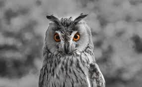 Wallpaper Owl Bw Predator Bird Beak Hd Widescreen High Definition Fullscreen Birds of prey, also known as raptors, include species of bird that primarily hunt and feed on vertebrates that are large relative to the hunter. no 1 free wallpapers