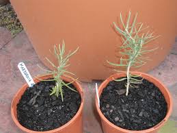 Image result for Marsdenia angolensis