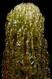 Image result for Ceratophyllaceae