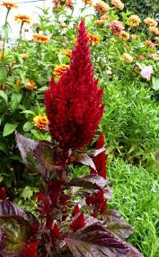 Image result for Celosia pandurata