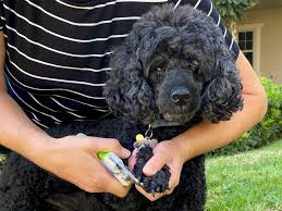 First of all choose a grinder for your dog. Best Dog Nail Clippers And Grinders In 2021