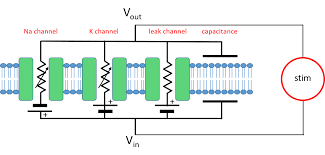Action Potential
