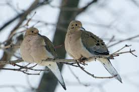 Pin On Birds Fat Lil Birdies