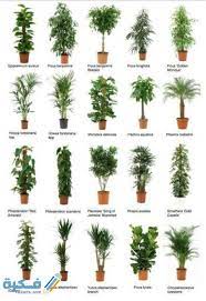 اسماء نباتات الزينة موقع فكرة