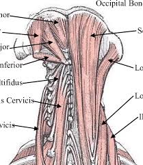 This thin muscle tenses the skin of the neck. Posterior View Of The Deep Neck And Back Muscles Download Scientific Diagram
