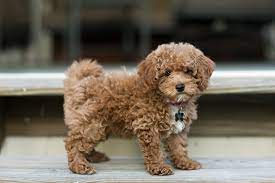 Bichon Poodle The Perfect Teddy Bear Mix Perfect Dog Breeds