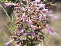 Image result for Syncolostemon canescens