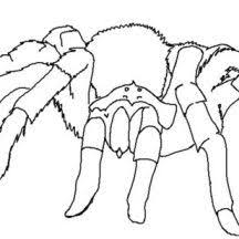 Spiderman crawls up a brick wall. Spider Spider Coloring Page Coloring Pages Spider Pictures
