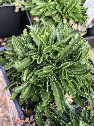 Image result for Stachys pseudonigricans