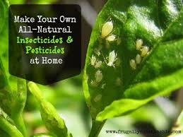 There are many plants that naturally deter insects, including mosquitoes. In The Garden How To Make Your Own Homemade Organic Insecticides And Pesticides Frugally Sustainable