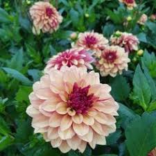 The flowers are stunning being white with purple blotches and stripes. 100 Dahlien Ideen Dahlien Dahlien Blumen Blumen