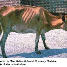Britain has been culling animals — chiefly badgers — to stop its spread for a decade, but the practice remains contentious. Pdf Some Aspects About The Bovine Tuberculosis
