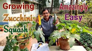 Is it too late to plant squash plants if i can find them in texas. Growing Zucchini Squash In Containers At Home Easily Youtube