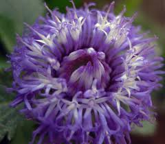 Image result for Vernonia anthelmintica