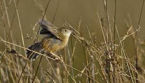 Suara burung cici padi liar. Suka Kicauan Cek Harga Burung Cici Padi Merah Salome Cingklong Terbaru 2021