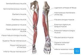 Shoulder and arm muscle diagrams. Muscles Of The Leg Quizzes And Labeled Diagrams Kenhub