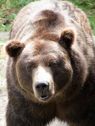 Check spelling or type a new query. Datei Zoo Decin Grizzly Siegfried Jpg Wiktionary