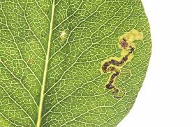 Image result for Stigmella pyri