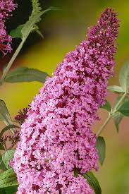 Buy Pink Delight Butterfly Bush Free Shipping Buddleia Bushes For Sale Online From Wilson Bros Gardens Butterfly Bush Starter Plants Rose Bush Seeds