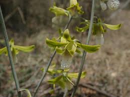 Image result for Eulophia hians