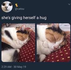 Cat Meme In 2020 Cute Baby Animals Cute Animals Funny Animal Memes