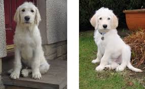 What Is The Difference Between Australian Labradoodles And