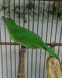 Burung cucak ijo ( chloropsis sonnerati ) merupakan salah satu jenis burung berkicau yang memiliki ciri khas warna hijau hampir di seluruh bagian tubuhnya. 8 Ide Cucak Hijau Hijau Burung Gambar