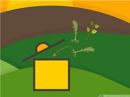 Purslane is an aggressive seeder. 3 Ways To Remove Weeds From A Lawn Wikihow