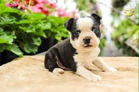 Puppies go to their new homes up to date on shots, wormed and vet checked. We Have Some Adorable Boston Stoney Creek Puppies Facebook