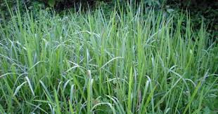 Pokok lada tu saya sembur dua kali seminggu dengan dua formulasi racun organik. Resepi Racun Lalang Organik Guna Cuka Dan Garam Impiana